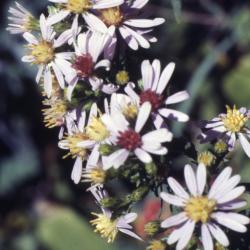 Symphyotrichum drummondii, var. drummondii (Drummond's aster), flowers