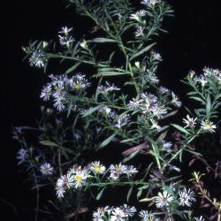 Symphyotrichum lanceolatum (Willd.) G.L. Nesom (panicled aster), habit 