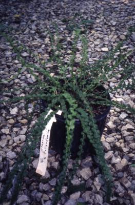 Athyrium filix-femina 'Fielding' (lady fern), potted specimen
