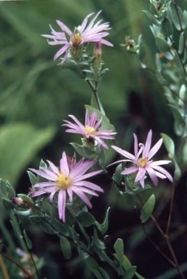 Symphyotrichum sericeum (Vent.) G.L. Nesom (silky aster), flowers on stems with leaves