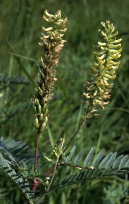 Astragalus canadensis L. (Canada milkvetch), flower stalks 