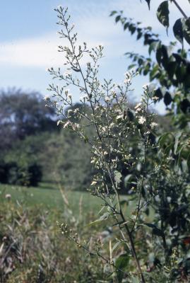 Symphyotrichum drummondii, var. drummondii (Drummond's aster), flowering habit