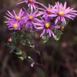 Symphyotrichum sericeum (Vent.) G.L. Nesom (silky aster), close-up of flowers