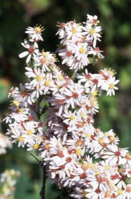 Symphyotrichum drummondii var. drummondii (Drummond's aster), flowers