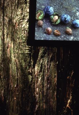 Juniperus virginiana var. crebra (eastern red-cedar), bark and seed detail