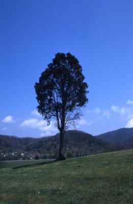 Juniperus virginiana (eastern red-cedar), on hill