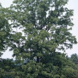 Juglans nigra (black walnut), summer