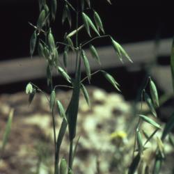 Avena sativa L. (common oat), inflorescence 