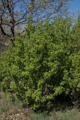 Caragana arborescens (Siberian Pea-shrub), habit, summer