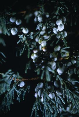 Juniperus virginiana ‘Glauca’ (Blue eastern red-cedar), berry-like seed cones
