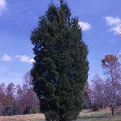 Juniperus virginiana (eastern red-cedar)