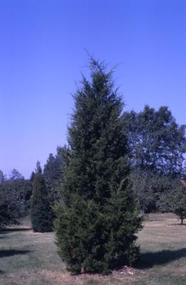 Juniperus virginiana 'Canaertii' (Canaert eastern red-cedar)