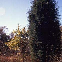 Juniperus virginiana var. crebra (eastern red-cedar)
