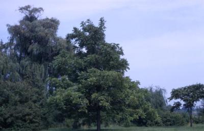 Juglans nigra (black walnut), summer