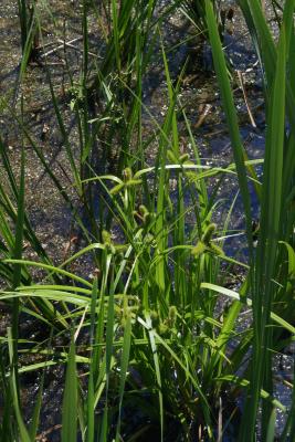 Carex comosa (Bristly Sedge), habit, summer