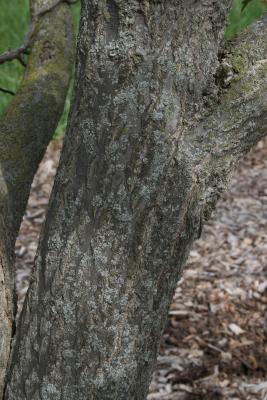Carpinus cordata (Heart-leaved Hornbeam), bark, trunk