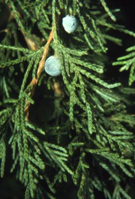 Juniperus virginiana (eastern red-cedar), leaves with berrylike seed cones