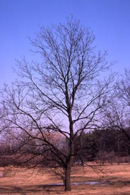 Juglans nigra (black walnut), winter