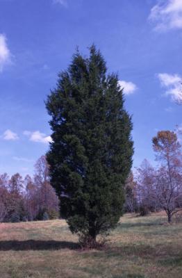 Juniperus virginiana (eastern red-cedar)
