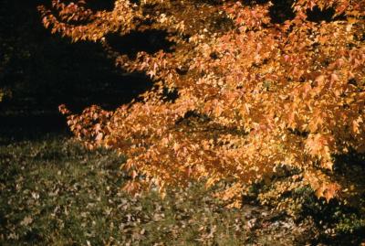 Acer buergerianum (trident maple), leaves in fall