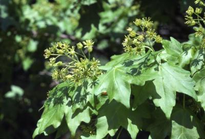 Acer campestre var. austriacum (Austrian hedge maple), flowers and leaves
