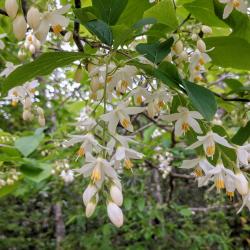 Flowers of Styrax grandifolius (big-leaved snowbell) observed on a roadside in Mississippi