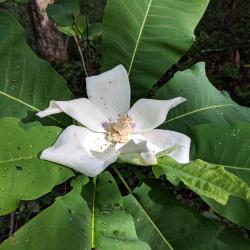Flower of Magnolia ashei (Ashe's magnolia)
