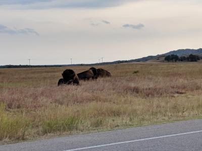Bison present in the Wichita Mountains National Wildlife Refuge