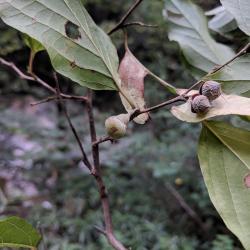 Fruit of Styrax officinalis (storax, snowbell bush)