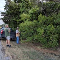 Adam Black and Tim Thibault examining a roadside walnut tree