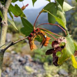 Caterpillar on an Acer wilsonii
