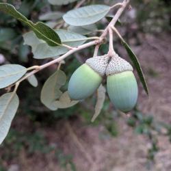 Fruits of Quercus fusiformis (Texas live oak)