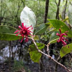 Flowers of Illicium floridanum (Florida anise tree)
