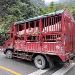 Pig truck stopped in Western Hubei