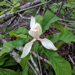 Flower of Magnolia pyramidata (pyramidal magnolia)