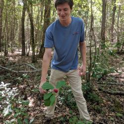 Tim Marchlik retrieving a Magnolia pyramidata (pyramidal magnolia) fruit