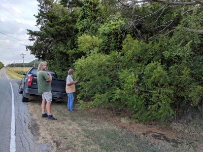 Adam Black and Tim Thibault examining a roadside walnut tree