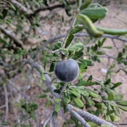 Fruit of Diospyros texana (Texas persimmon)