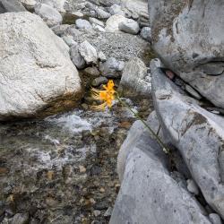 Lycoris aurea (golden spider lily) growing from a streamside crevice