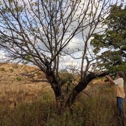 Tim Thibault and Adam Black examining a walnut tree