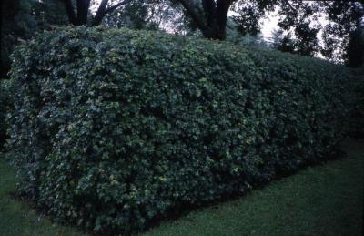  Acer campestre (hedge maple), summer