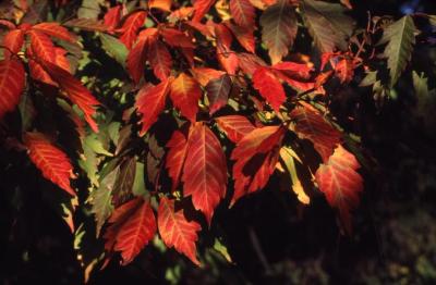 Acer cissifolium (ivy-leaved maple), leaves with fall color