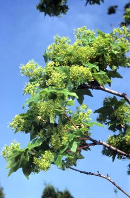 Acer campestre (hedge maple), flowers and leaves