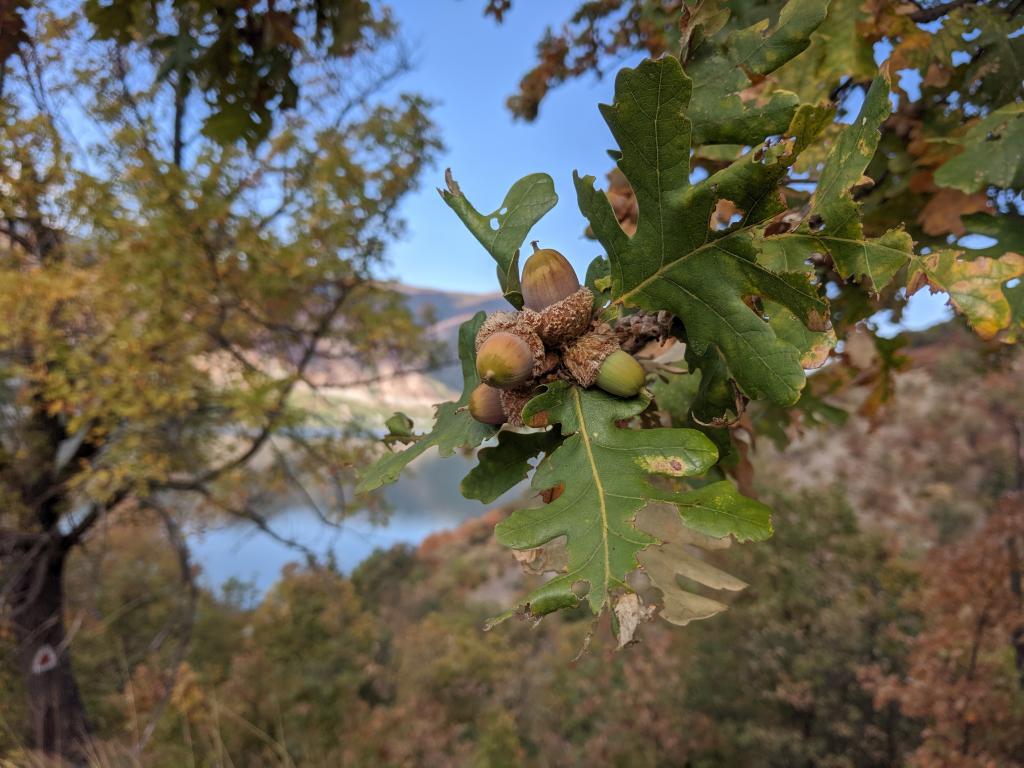 Quercus cerris (Turkish oak) near Băile Herculane