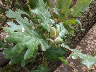 Quercus pubescens (Downy oak) foliage and acorns