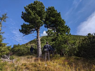Large Pinus cembra (Swiss stone pine)