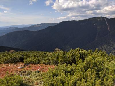 Pinus mugo (mugo pine) dominated landscape