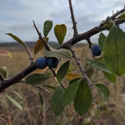 Prunus spinosa (sloe)