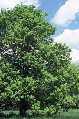 Acer campestre var. austriacum (Austrian hedge maple)