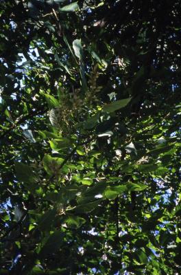 Acer forrestii (Forrest’s maple), leaves